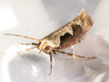Rhigognostis incarnatella
